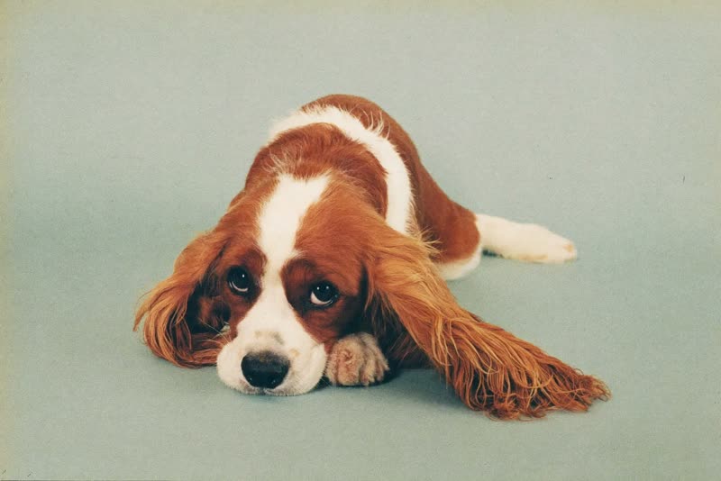 A spaniel lying with its chin on its paws