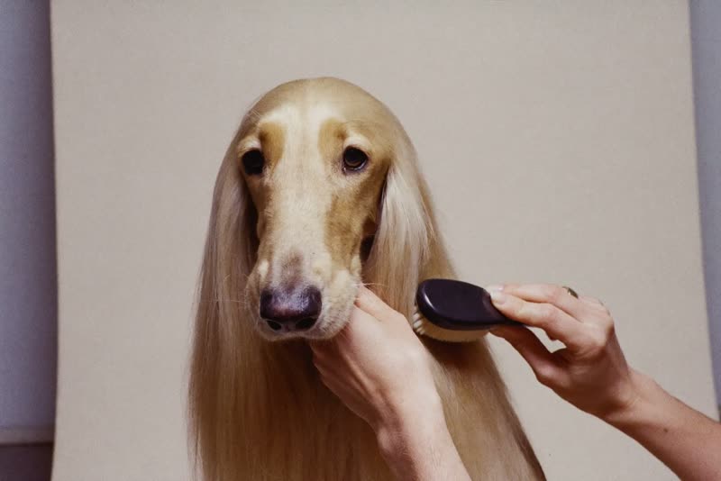A long-coated dog being brushed by hand
