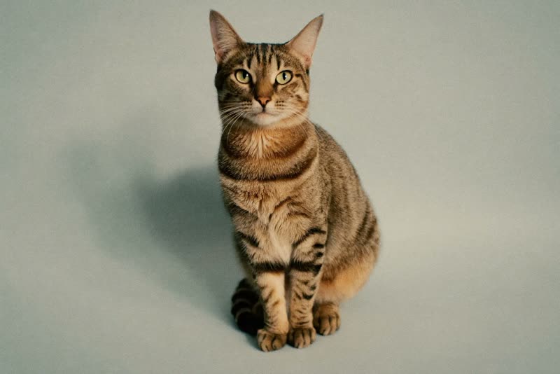 A tabby cat sitting alert