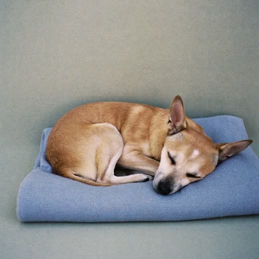 A small dog asleep on a folded blanket