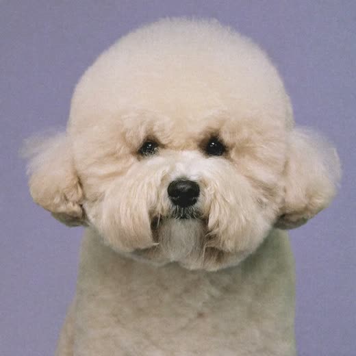 A dog with a freshly clipped, tidy coat